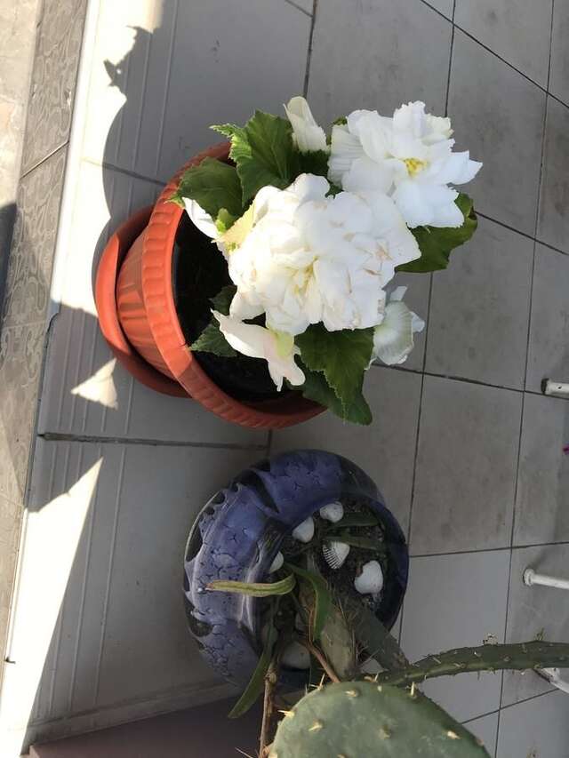 Гостевой дом Guest House REGAN Гагра-18